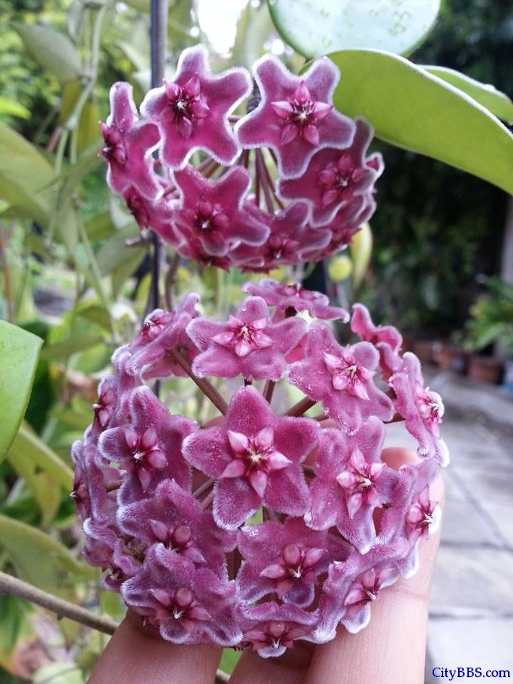 清迈旅游风情_Chiang Mai Travel