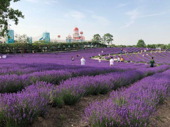 15万平米紫色花海上海薰衣草节营造法式浪漫