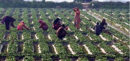 巴基斯坦是个不折不扣的农业国，全国 45% 的劳动力从事农业，63% 的人口来自农村地区 ...