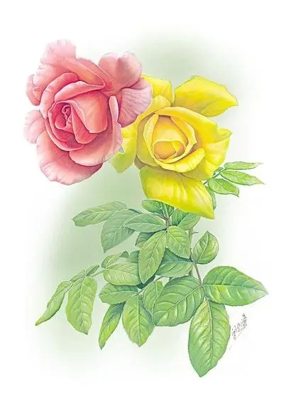 植物科学画《月季花》
