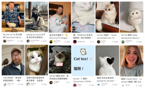 美国网友在小红书踊跃“交猫税”