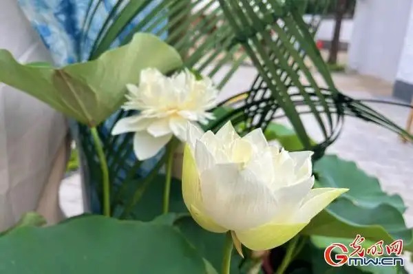 圆明园第三十届荷花节开幕